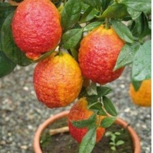 Κιτριά /Κίτρο "Citrus medica" - 7 σπόροι