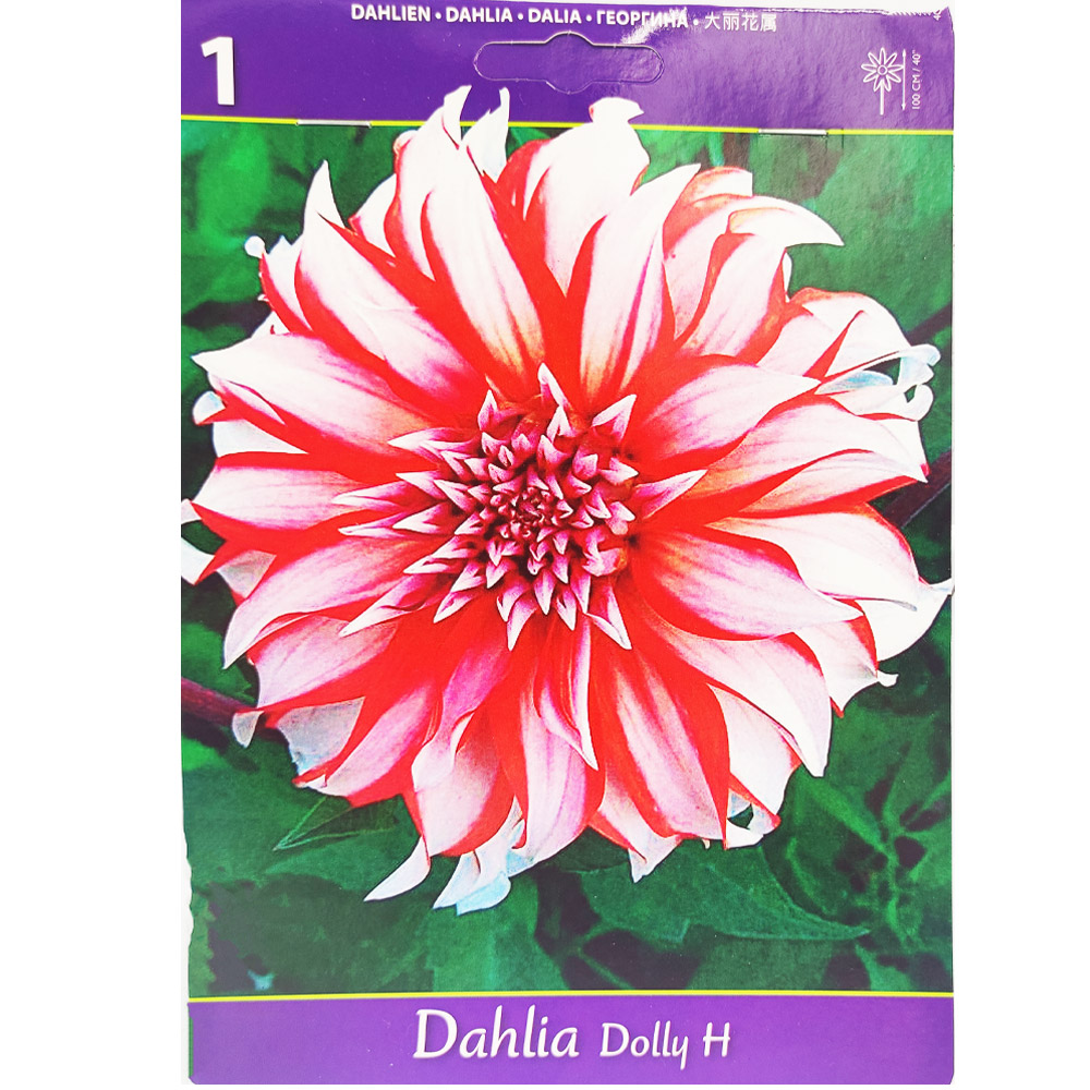 Ντάλια με πελώρια άνθη Dolly H - 1 Βολβός - Image 2