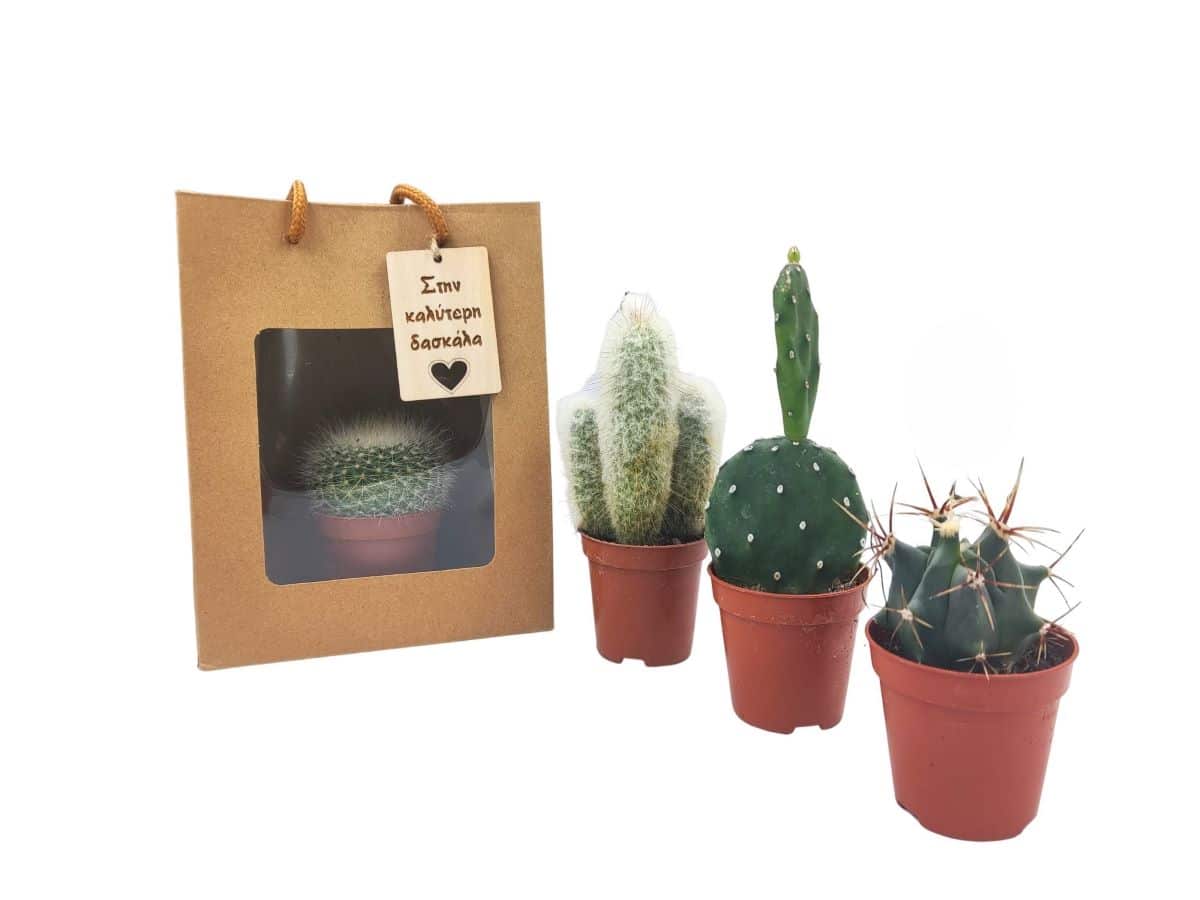 Teacher gift – little cacti in pots with a gift bag