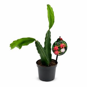 Pitaya Dragon Fruit  (Hylocereus Undatus)
