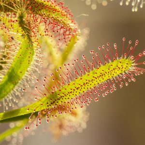 Δροσέρα "Drosera Capensis" - 200 σπόροι