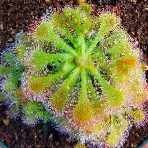 Drosera Spatulata - 50+ σπόροι