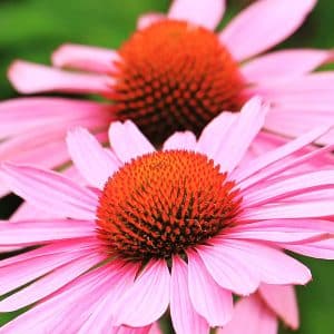 Ροζ άνθη εχινάκειας Echinacea purpurea