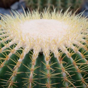 Κάκτος "Echinocactus Grusonii" - Ο Θρόνος της Πεθεράς - 10 σπόροι