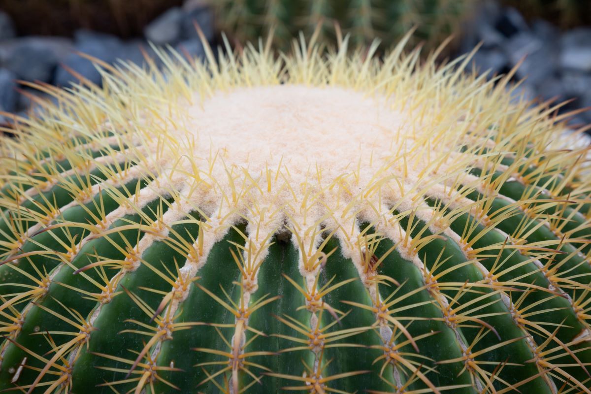 Κάκτος "Echinocactus Grusonii" - Ο Θρόνος της Πεθεράς - 10 σπόροι