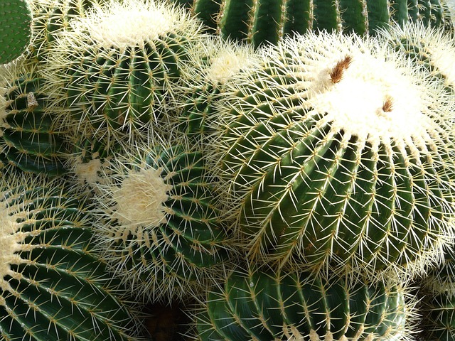 Κάκτος "Echinocactus Grusonii" - Ο Θρόνος της Πεθεράς - 10 σπόροι - Image 3