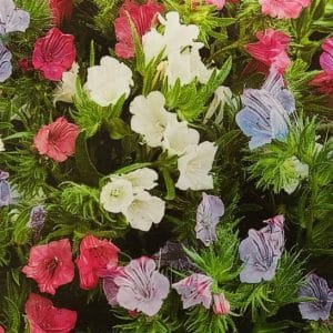 Echium plantagineum μιξ χρωμάτων ανθισμένο