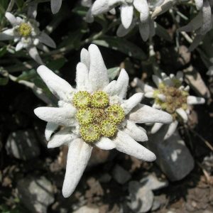 Εντελβάις Σπόροι / Stella Alpina / Edelweiss 0,2γρ