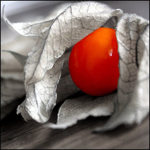 Καρπός physalis μέσα σε ξερό κάλυκα