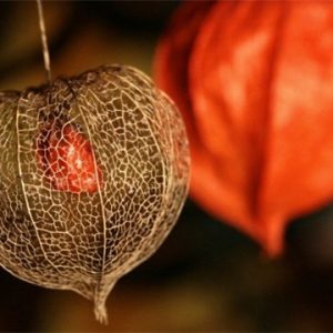 Φυσαλίδα (Physalis alkekengi) πακέτο σπόροι 0,25γρ.
