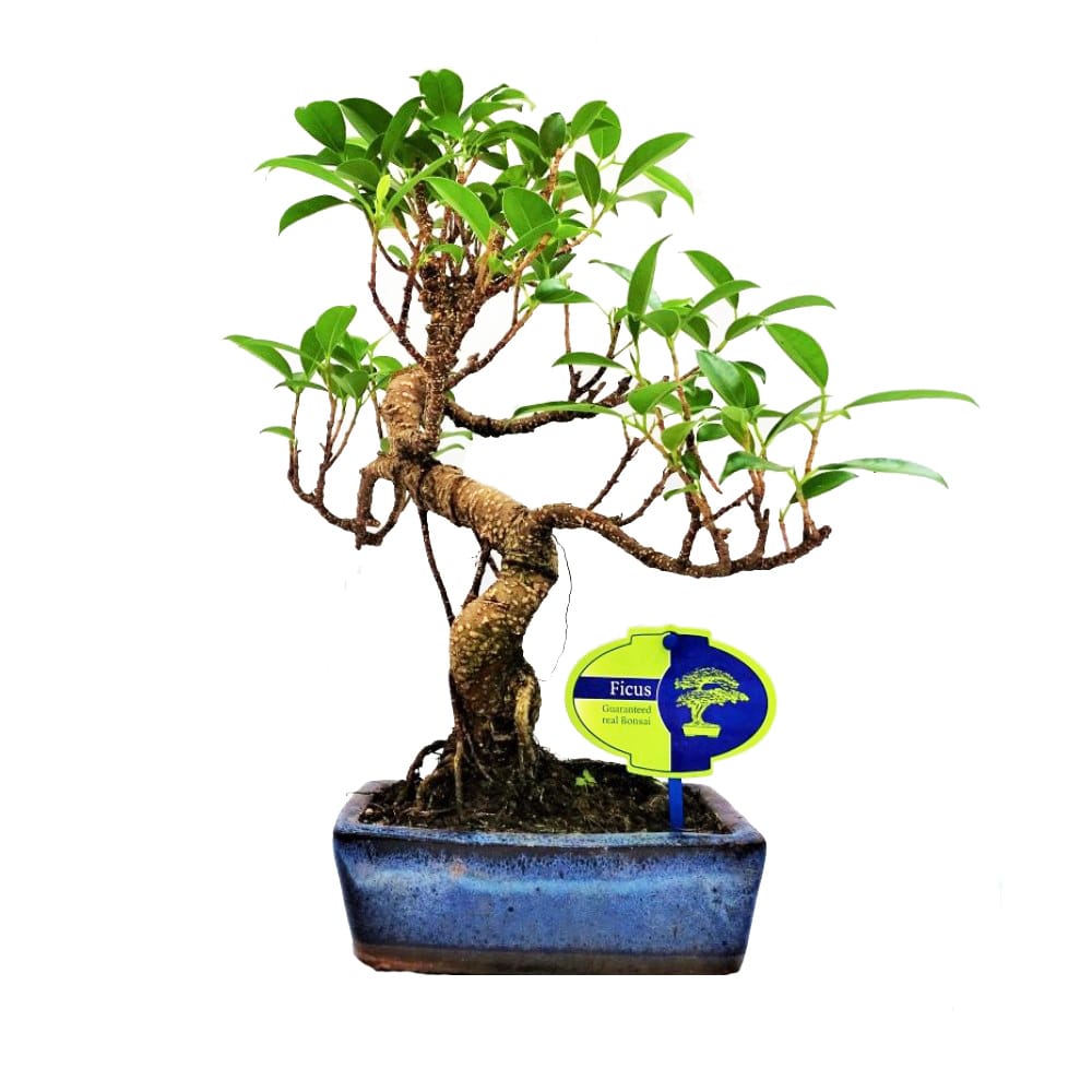 Μπονσάι Ficus σε μπλε γλάστρα