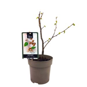 Λευκή Φουντουκιά ''Corylus Garibaldi'' - Φυτό