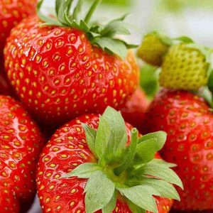 Φράουλα Fragaria Ananassa Korona – Η Βασίλισσα των Φραουλών - 3 Ρίζώματα