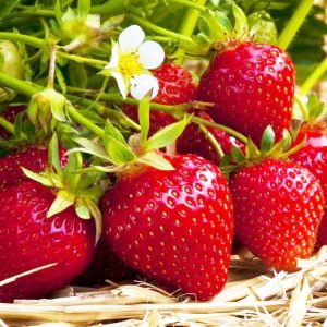 Φράουλα Fragaria Ananassa Ostara -  3 ρίζώματα