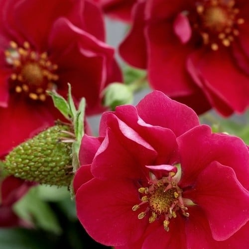 Ροζ άνθη φράουλας Summer Breeze Rose F1