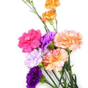 Γαρύφαλλα / Carnation Σπόροι 0,40 γρ.