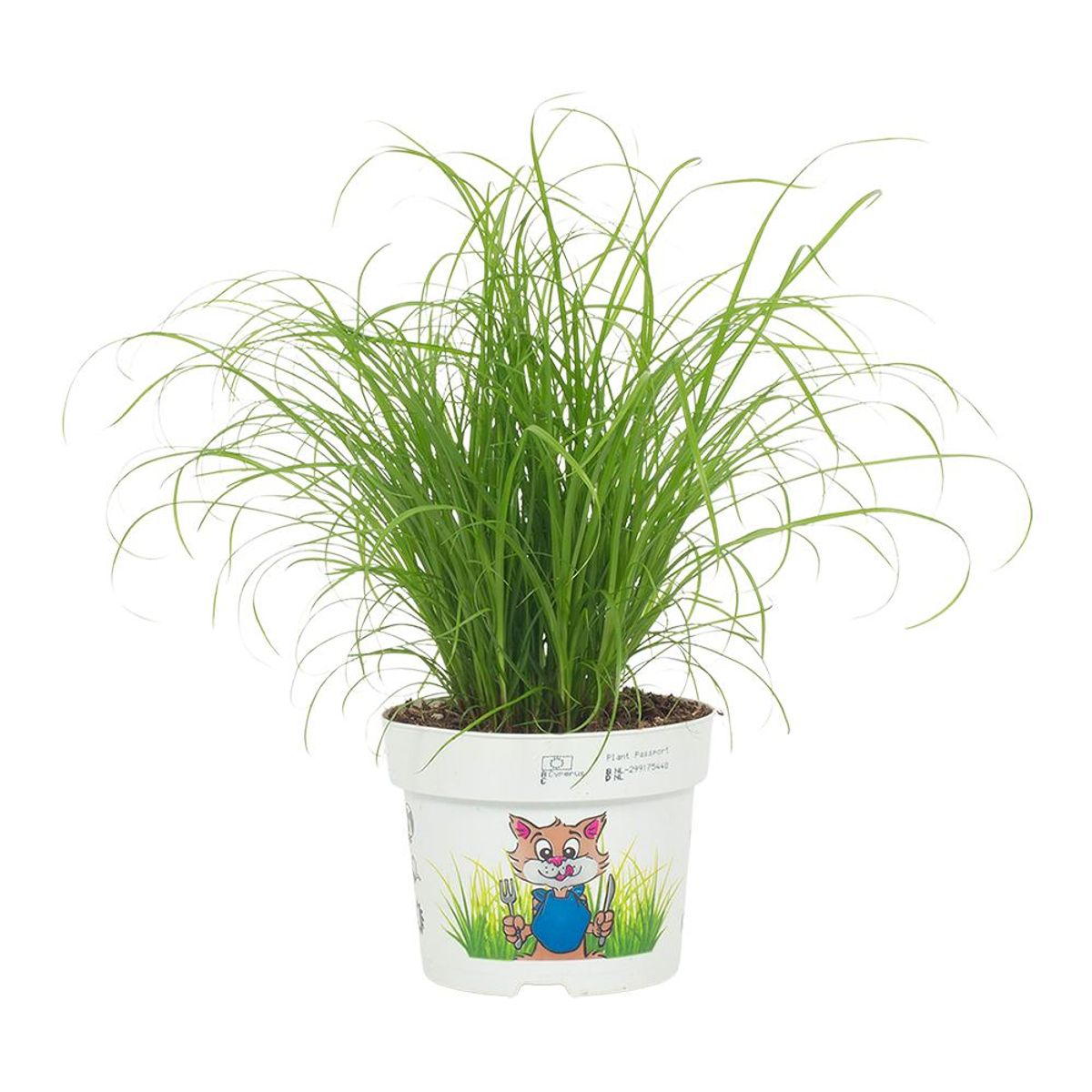 Live cat grass in a small pot