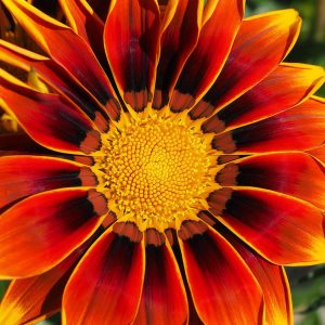 Γκαζάνια (Gazania Splendens) μιγμα χρωμάτων σπόροι 0,15γρ