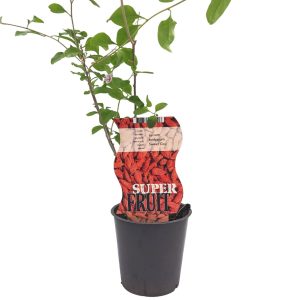 Goji Berry - Φυτό σε γλάστρα!