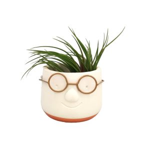Αερόφυτο Tillandsia Rainforest με κασπώ golden dude