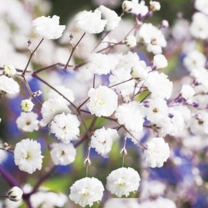 Γυψοφίλη Λευκή Baby's Breath - 0,4gr. Σπόροι