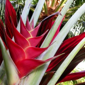 Το νύχι του Αστακού (Heliconia caribaea) -  5 σπόροι