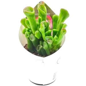 Crassula ovata Hobbit succulent in a small pot