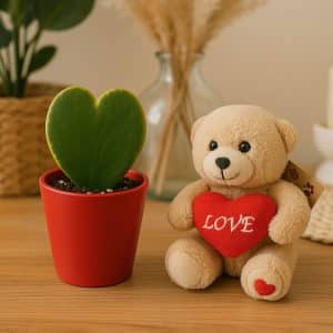 Hoya kerrii heart succulent with a Love teddy bear