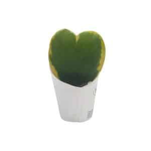 Hoya kerrii heart-shaped leaf succulent in a small pot
