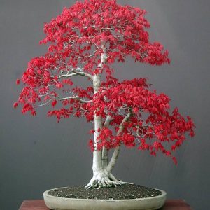 Acer Palmatum "Red"- Ιαπωνικό Κόκκινο Σφενδάμι 25 Σπόροι
