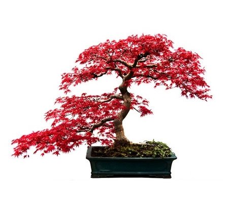 Acer Palmatum "Red"- Ιαπωνικό Κόκκινο Σφενδάμι 25 Σπόροι - Image 2