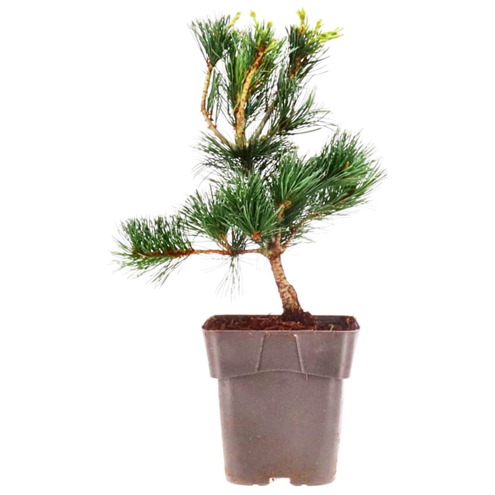Japanese white pine, 4 years old, in a pot