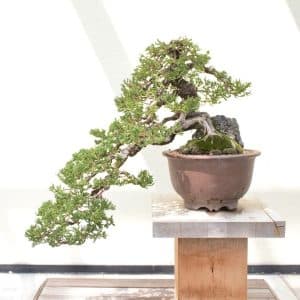 Μπονσάι ιαπωνικός άρκευθος Juniperus chinensis σε βάση