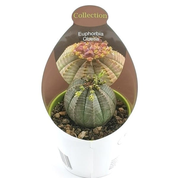 Spherical Euphorbia obesa succulent