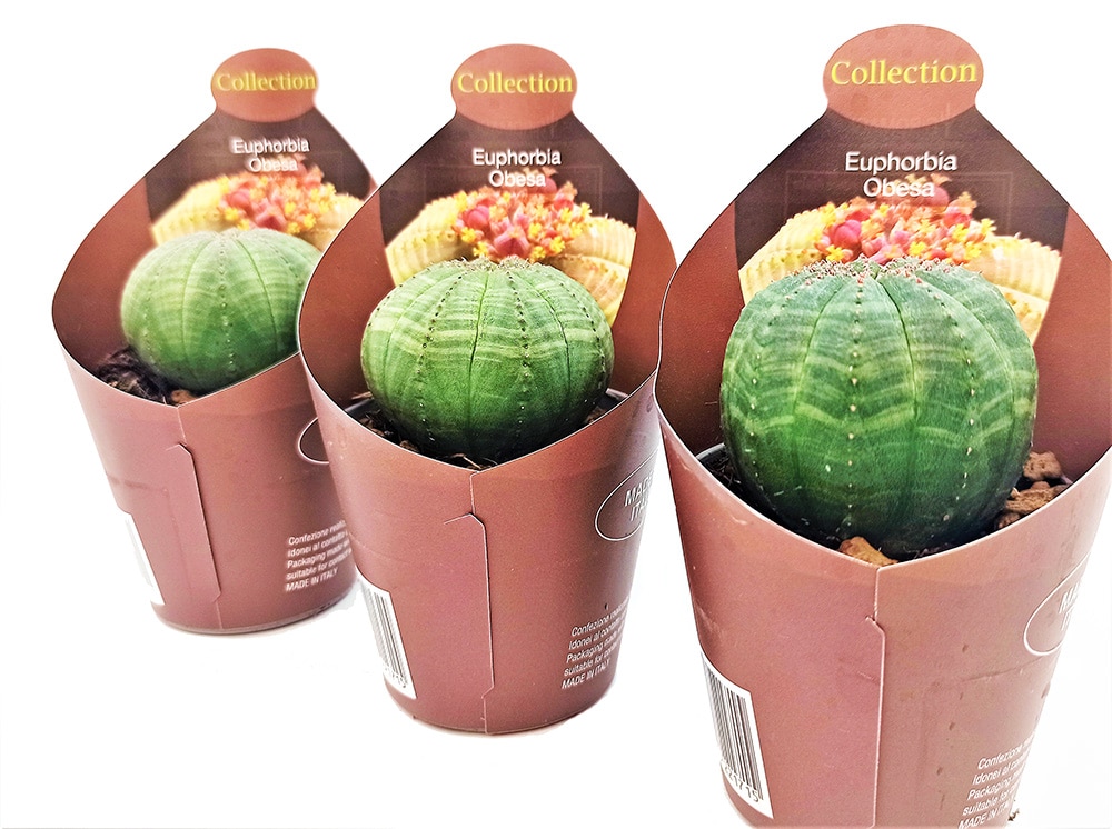 Euphorbia obesa in small pots