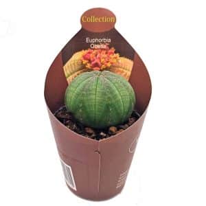 Παχύφυτο Euphorbia obesa σε γλαστράκι