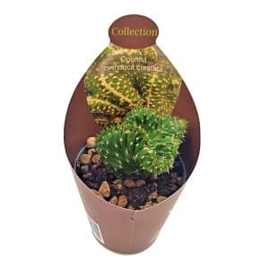 Mammillaria ernestii cristata cactus in a small pot