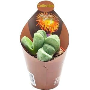 Pleiospilos nelii split rock with an orange flower in a small pot