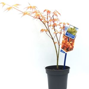 Ιαπωνικό Πλατάνι Acer Palmatum Katsura
