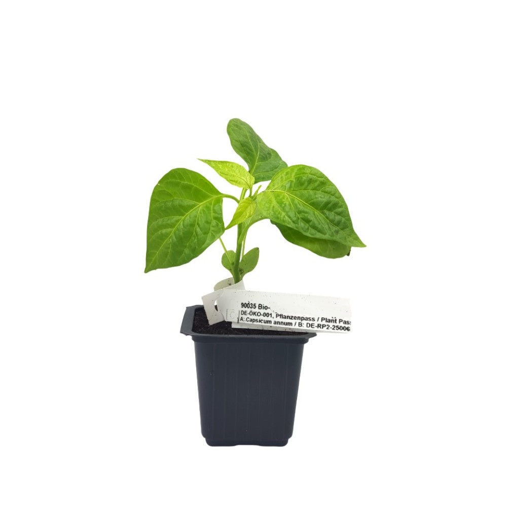 Φυτό Πιπεριάς "Habanero Orange Chilli" - 15 εκ.