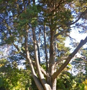 Monterey Κυπαρίσσι (Cupressus macrocarpa) - 50 σπόροι
