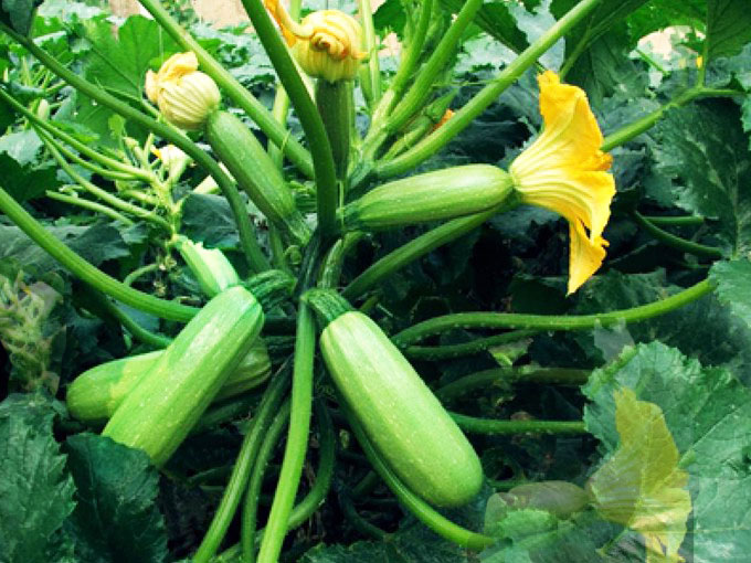 Κολοκυθάκι (Zucchino/Marrow Squash) με ανθό 5γρ. - Image 2