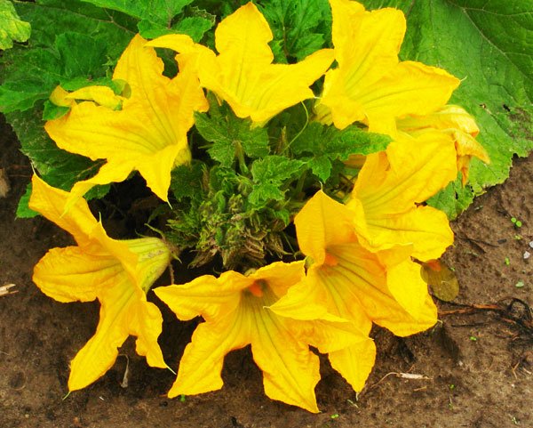 Κολοκυθάκι (Zucchino/Marrow Squash) με ανθό 5γρ. - Image 3