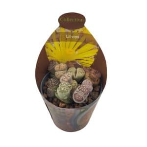 Lithops succulents, colourful living stones, in a small pot