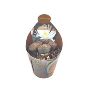Lithops with a white flower in a small pot