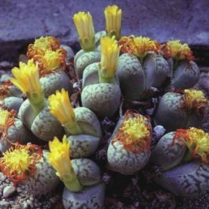 Λίθοπες / Lithops - 50 σπόροι
