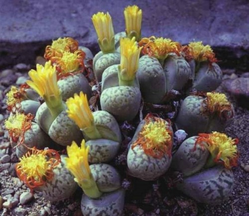 Λίθοπες / Lithops - 50 σπόροι