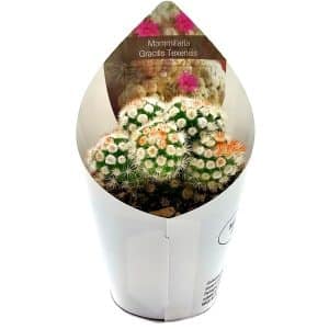 Mammillaria gracilis Oruga cactus in a small pot