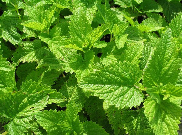Lemon balm leaves