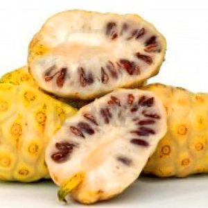 Morinda citrifolia (Νόνι) - 10 σπόροι
